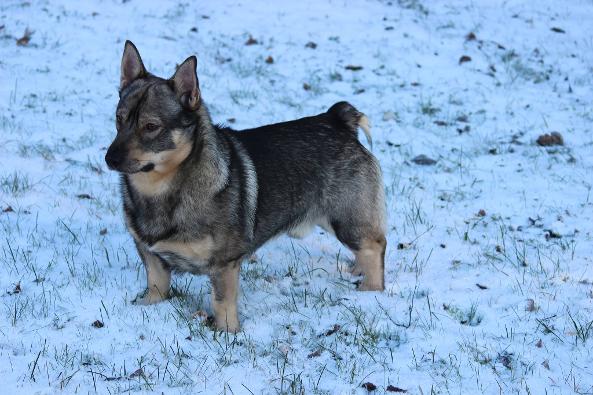 Stub Tailed Swedish Vallhund New Zealand