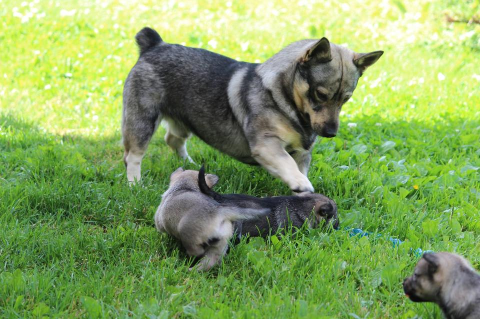 Swedish Vallhund Puppies
