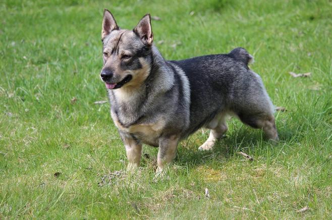 Champion Svedala Linus Lingon - Swedish Import - Swedish Vallhund