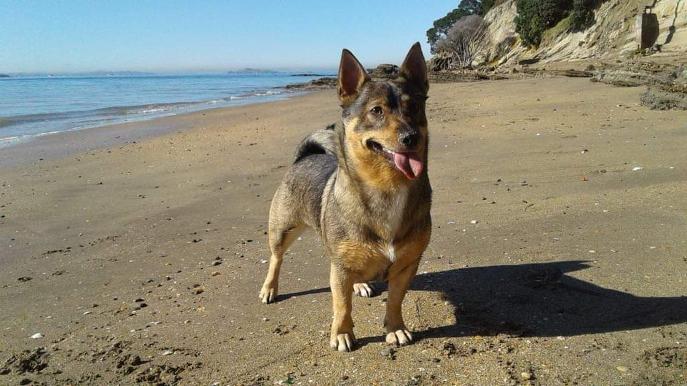 OsBreeder Alex - Red Swedish Vallhund New Zealand